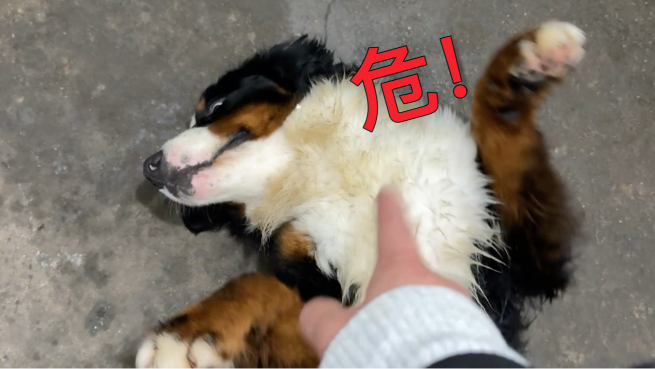 伯恩山偷吃7个鹅蛋，主人将其暴打，事后竟然…