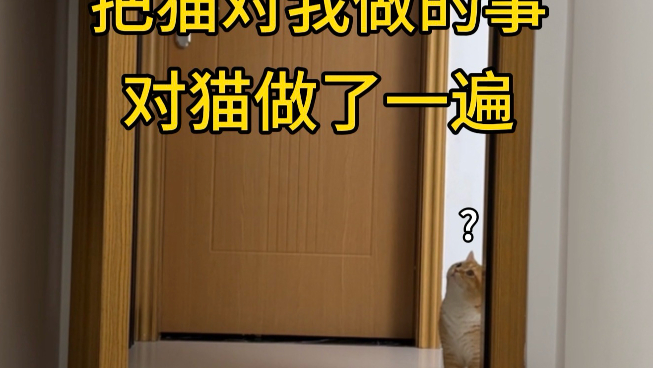 我把猫对我做的事，对猫做了一遍……
