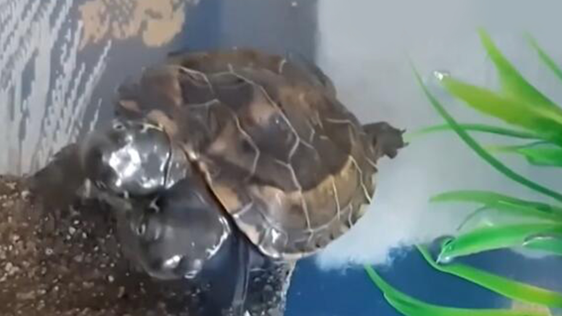 罕见！日本惊现双头龟，专家：基因突变导致