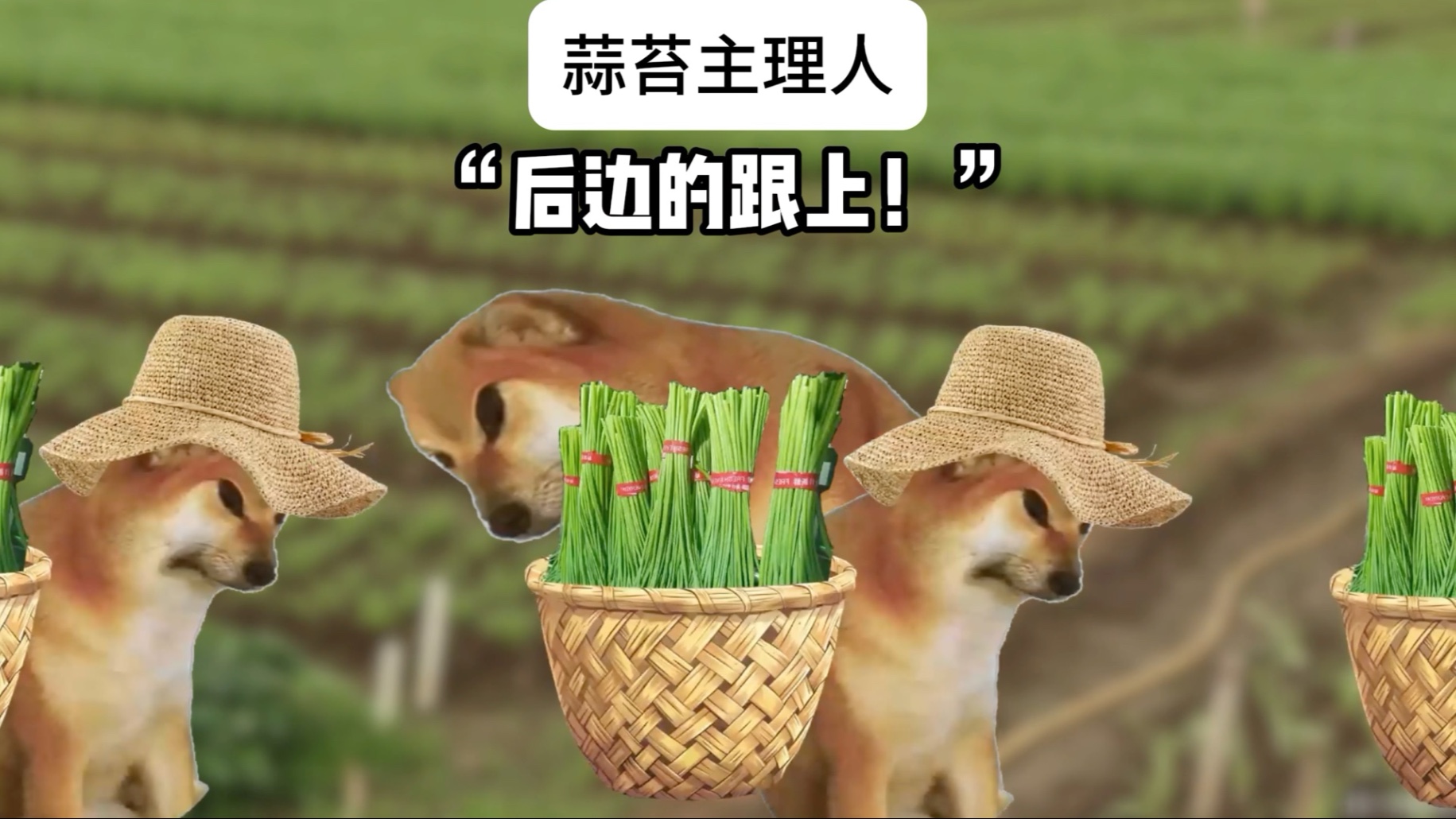 “谁想要蒜苔！”