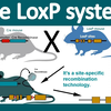 Cre lox system-条件型基因敲除（位点特异重组