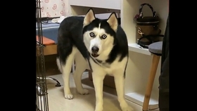 50c5aa1c73e086af7147c3d1007c415af5239e9f.jpg@280w_158h_1c_100q.jpg