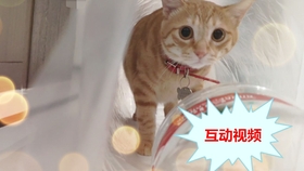 50d0205a31a2766befb0de1b1a14deb2a910db57.jpg@280w_158h_1c_100q.jpg
