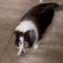 一位网友记录了狗子13年间在楼梯口守候她的画面，小狗真的是用一生爱着主人啊?