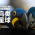 【纪录片】鸟类星球