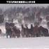 千匹马奔跑在雪山上