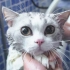 猫咪被拖去洗澡，彻底疯了，四个人一起上还搞得筋疲力尽...@花花与三猫CatLive