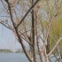 春天来了 南京玄武湖的春天