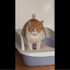 什么猫啊？拉屎还要人擦屁眼