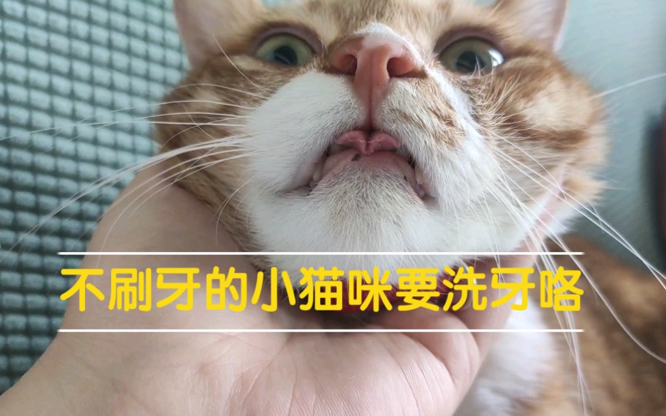 【人不如猫系列】猫咪洗牙再也不要有第二次了吧