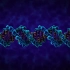 【3D演示】DNA结构（原版+字幕版）
