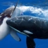 国家地理-虎鲸对抗大白鲨