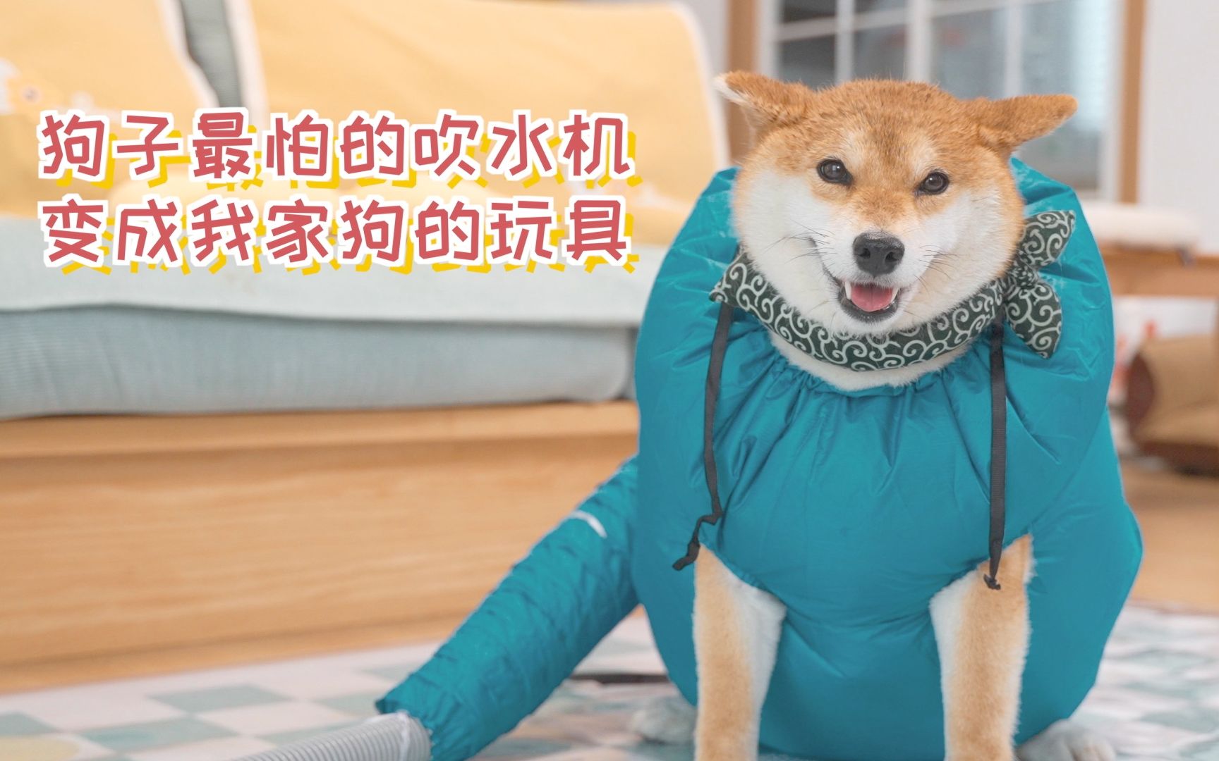 中国禁网新闻 — 这些狗娃露出邪恶的小虎牙，满满的都是搞笑！