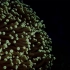 珊瑚虫的世界