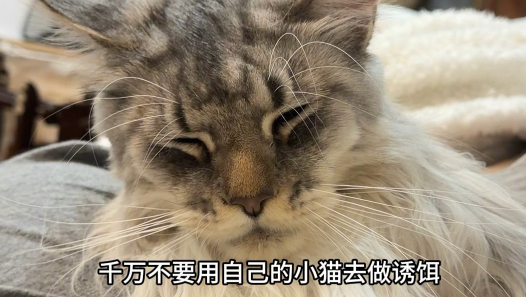 小区惊现多只流浪缅因猫！