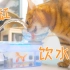 自从我把猫水碗改成了鱼缸，猫咪就爱上了喝水！一天喝一缸！