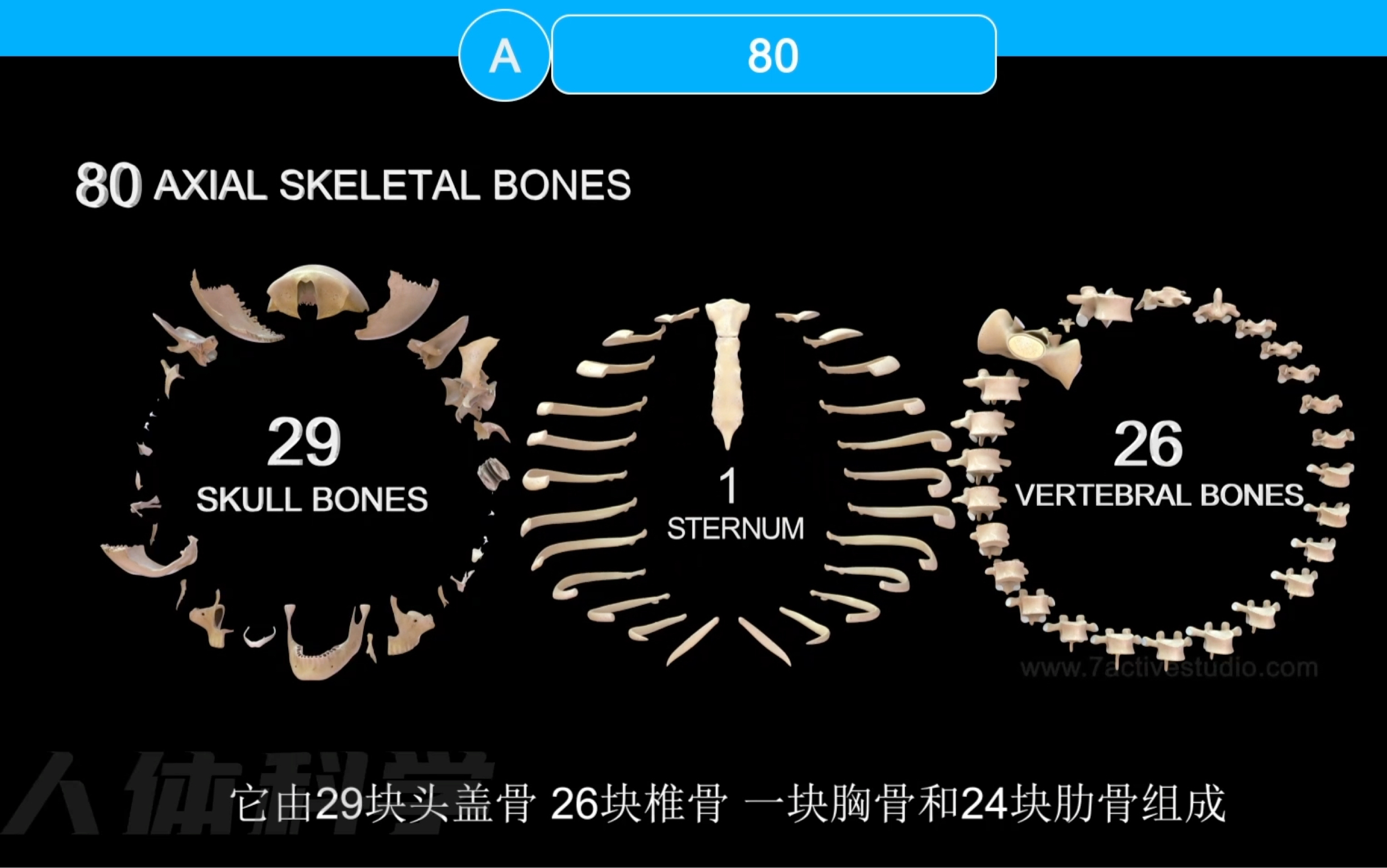 【人体构造】中轴骨有哪些骨头组成？