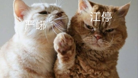 519d685504404d3516e4379dbdb8b51da30842c2.jpg@280w_158h_1c_100q.jpg