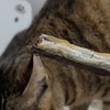 小猫咪绝育恢复期间和恢复后吃小鱼干