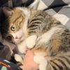 那些超可爱的猫咪