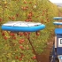 这飞行采摘机器人，代替人工精准采摘水果，24小时不停歇