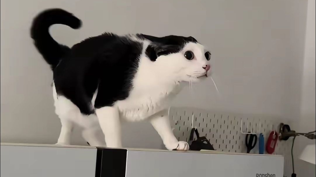 当小猫看到陌生的面孔