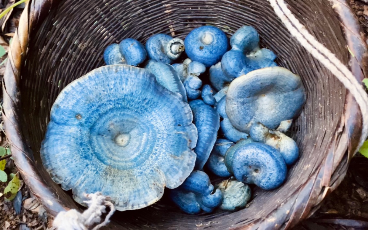 沉浸在森林里采蘑菇｜采摘菌子王国里的“蓝精灵”（蓝色基因专属）