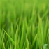 【无版权空镜素材】农村场景、农田、绿色、水稻、除草、杂草空镜