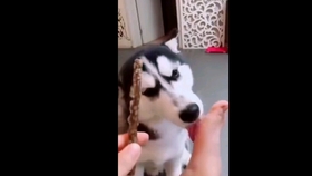 怎么样才算是舔狗 51eda0c1f4f924e95a9c35b85aaeabfc45d73e2a.jpg@280w_158h_1c_100q.jpg