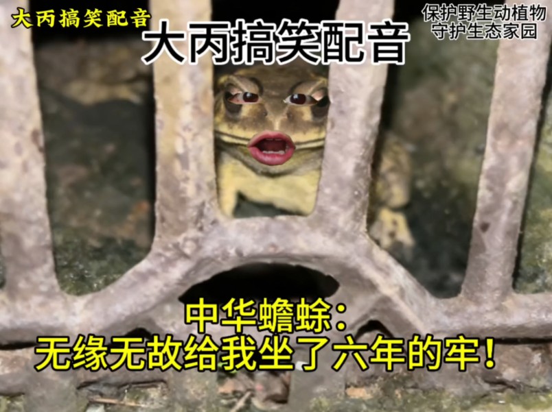 中华蟾蜍：无缘无故给我坐了六年的牢！