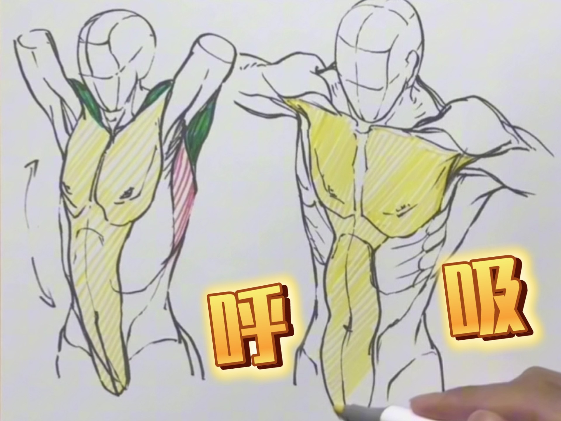 让你秒懂的人体腰腹变化