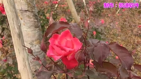 521971cc7e406d5099f5e2ab8436faf11300ba78.jpg@280w_158h_1c_100q.jpg
