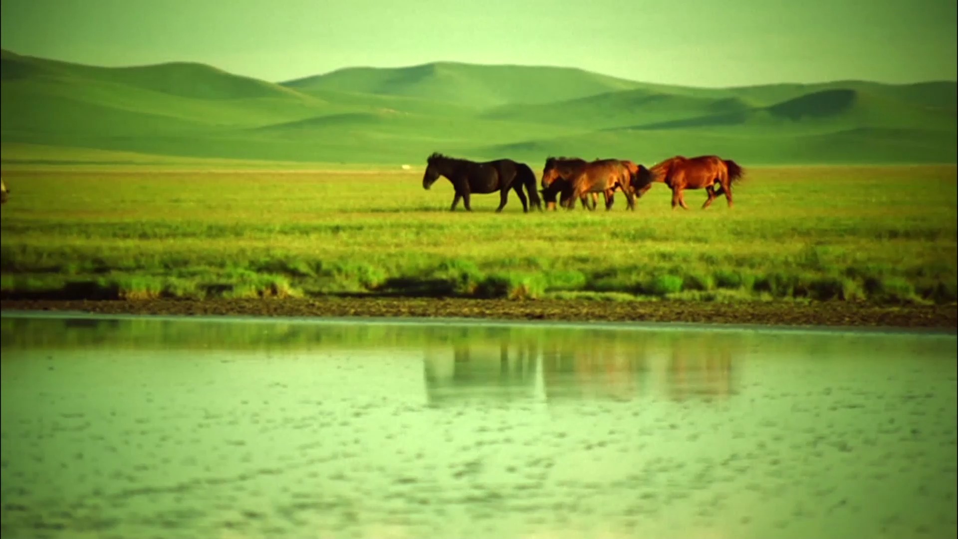 降央卓玛《鸿雁》原唱伴奏版 草原骏马舞蹈舞台表演 led背景视频纯音乐背景素材