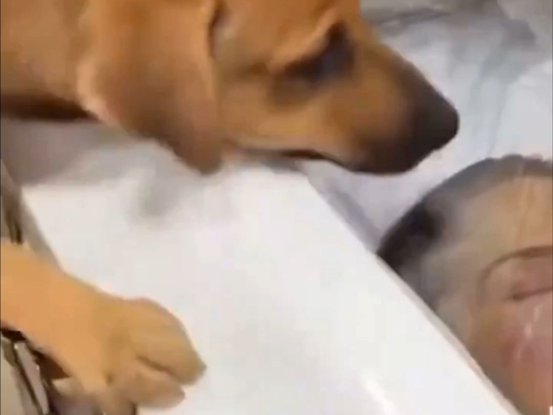 This dog has been humanized.
