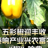 五彩椒迎丰收 奏响产业兴农富农“椒”响曲#乡村振兴齐鲁样板——村村有好戏 （新派网记者：张磊 左恒娟 高素霞