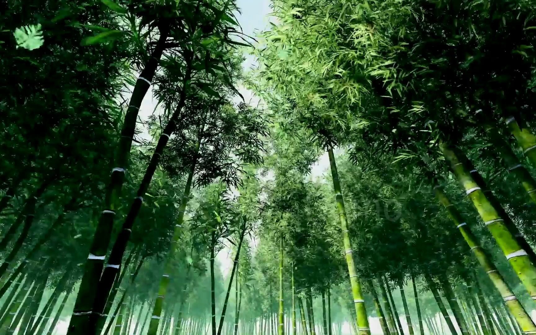 大屏素材 s365 超唯美意境竹林深处竹子大自然美景生态环保视频素材