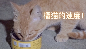 小猫如何喂食最合理 527577e033db76dffbe334e144404d0b80bc1ab2.jpg@280w_158h_1c_100q.jpg