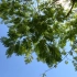 【空镜头】 树木树叶蓝天 视频素材分享