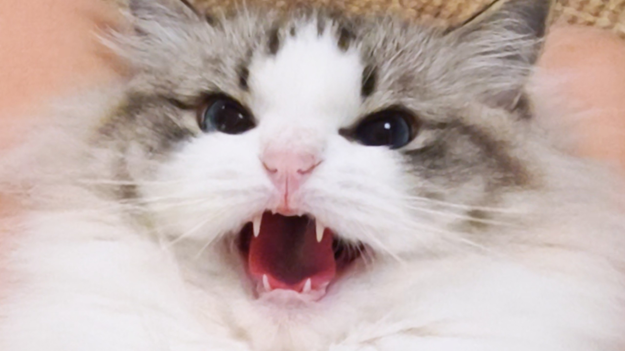 小猫：我气都气饱了！