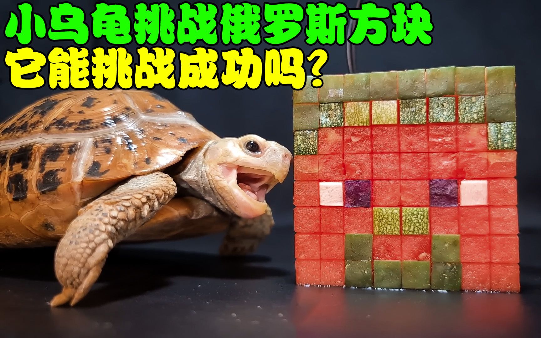 小乌龟挑战俄罗斯方块，过程中鼻子却被堵住，它能挑战成功吗？