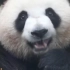 #熊猫肉肉的反差感 原来熊猫肉肉的笑声这样狂野！！#大熊猫梅兰肉肉
