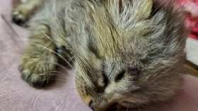 小猫老是咬人怎么回事 52bae61b80db81f8f03e25450b40dd7b1589a44f.jpg@280w_158h_1c_100q.jpg