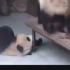 【熊猫】熊猫故意拉屎到酣睡熊猫脸上，最后还不忘叫醒提醒一下