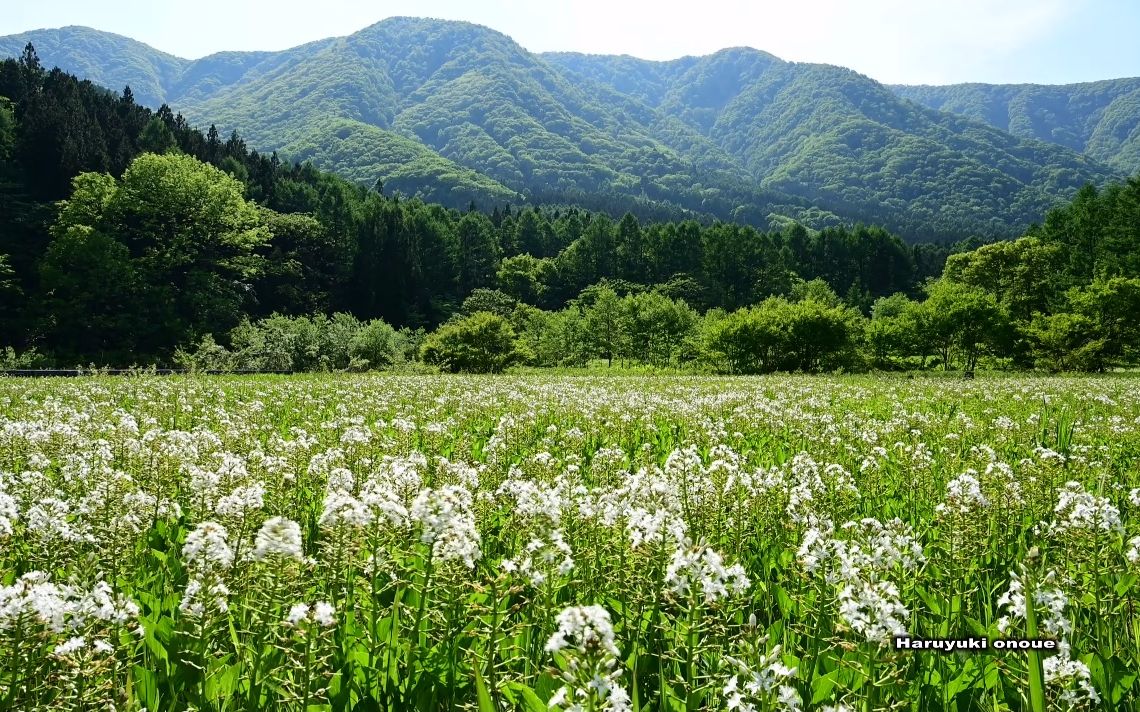 【超清日本】第一视角 三叶草的花开得很骄傲的親海湿原 (4K超清版) 2022.5