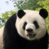 【大熊猫萌兰】洗澡。2022.4.29.摄于北京动物园