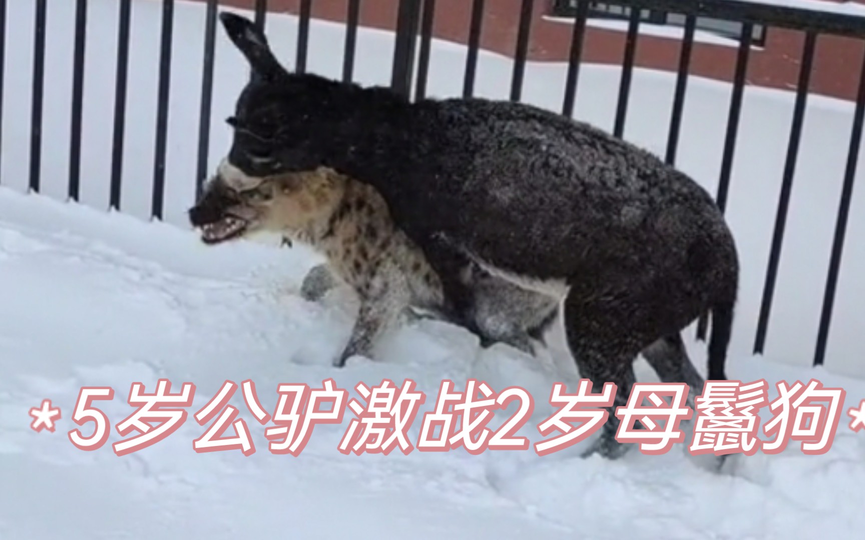 2岁母斑鬣狗在东北雪地中，被5岁公驴欺压