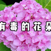 这些常见却有毒的花，快告诉老人孩子别碰它