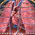 3d医学动画：人体的心血管系统