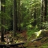 【4K高清森林风景】森林风景，敬请欣赏