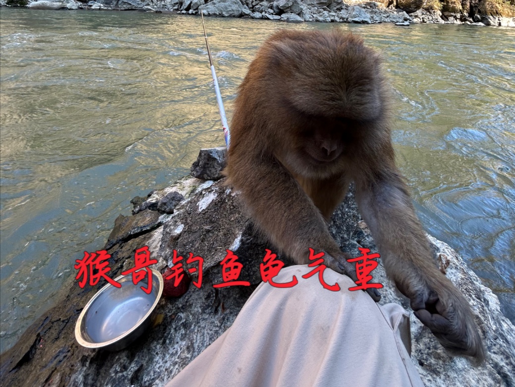 猴哥爱钓鱼，奈何龟气重！可能不能长生的他学的不用心。